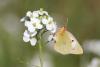157698 – Photo : Benoit Nabholz – France (34)