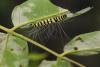 157456 – Photo : Lucile Foyart – Japon