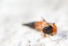 157481 – Photo : Sonia RICHAUD – France (04)