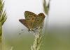 Lycaena tityrus