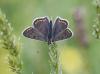 Lycaena tityrus
