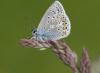157447 – Photo : Thierry Madigou – France (35)