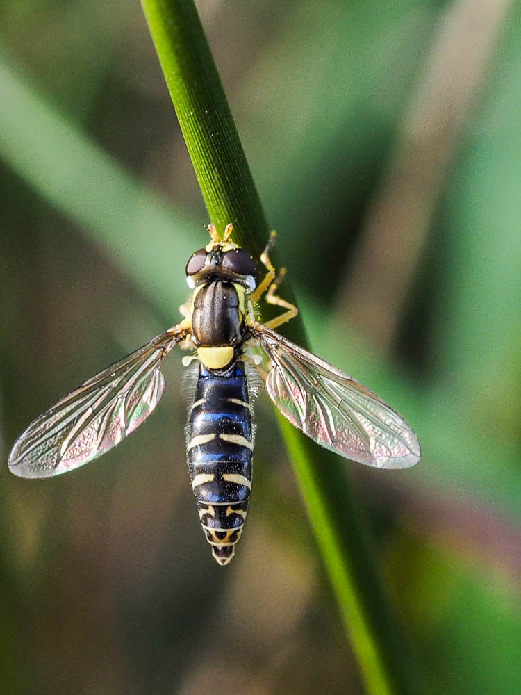 Danièle Tixier-Inrep - Sphaerophoria sp. - réf. 157361 (750 x 1000 pixels, 146 ko)