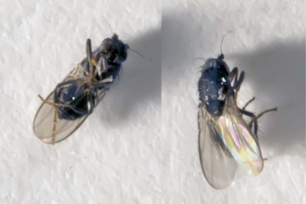 Eugène Vandebeulque - Coproica sp. - réf. 157624 (1058 x 705 pixels, 71 ko)