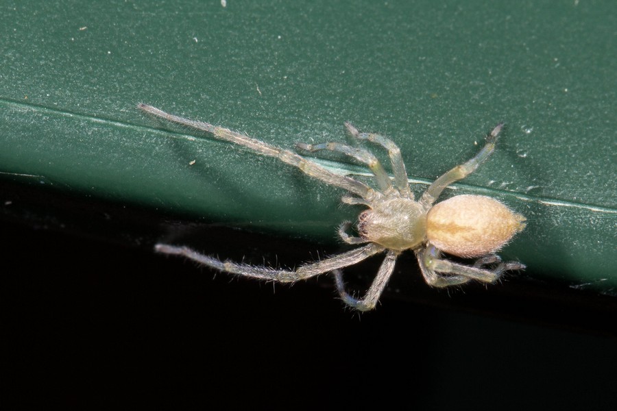 Réf. 157083 — ARACHNIDA > Araneae > Cheiracanthiidae > Cheiracanthium