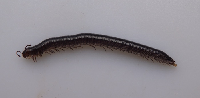 Réf. 157020 — DIPLOPODA > Julida > Julidae > Julus scandinavius - www ...