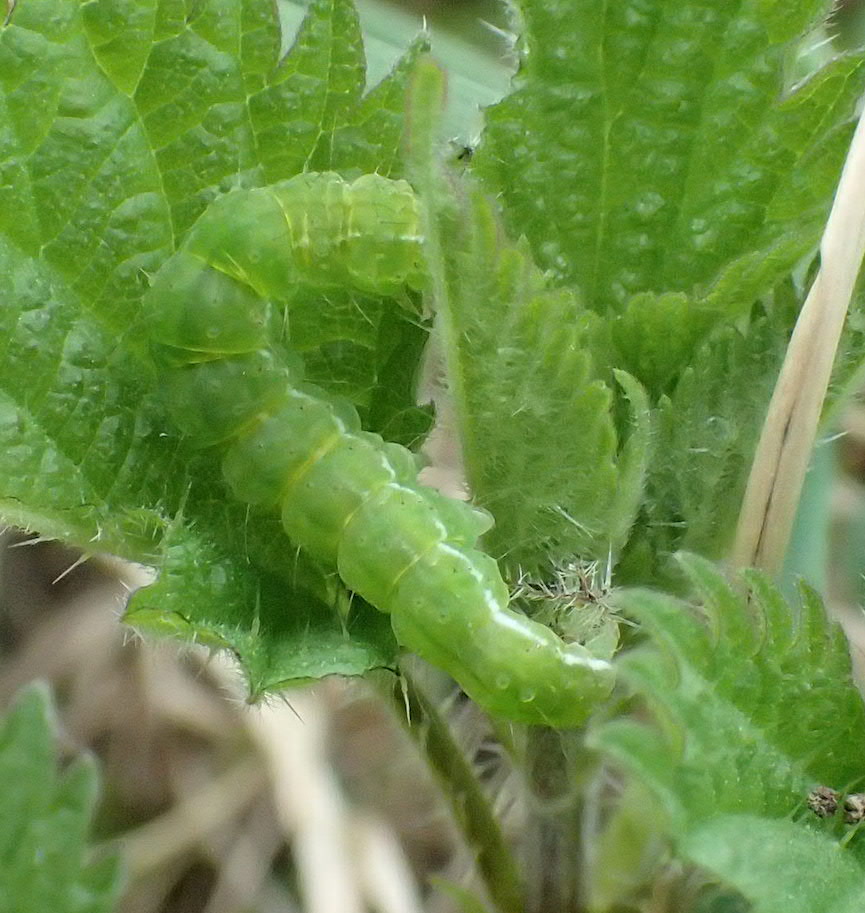 Catherine Reymonet-Smitten - Hypena proboscidalis - réf. 157506 (865 x 913 pixels, 152 ko)
