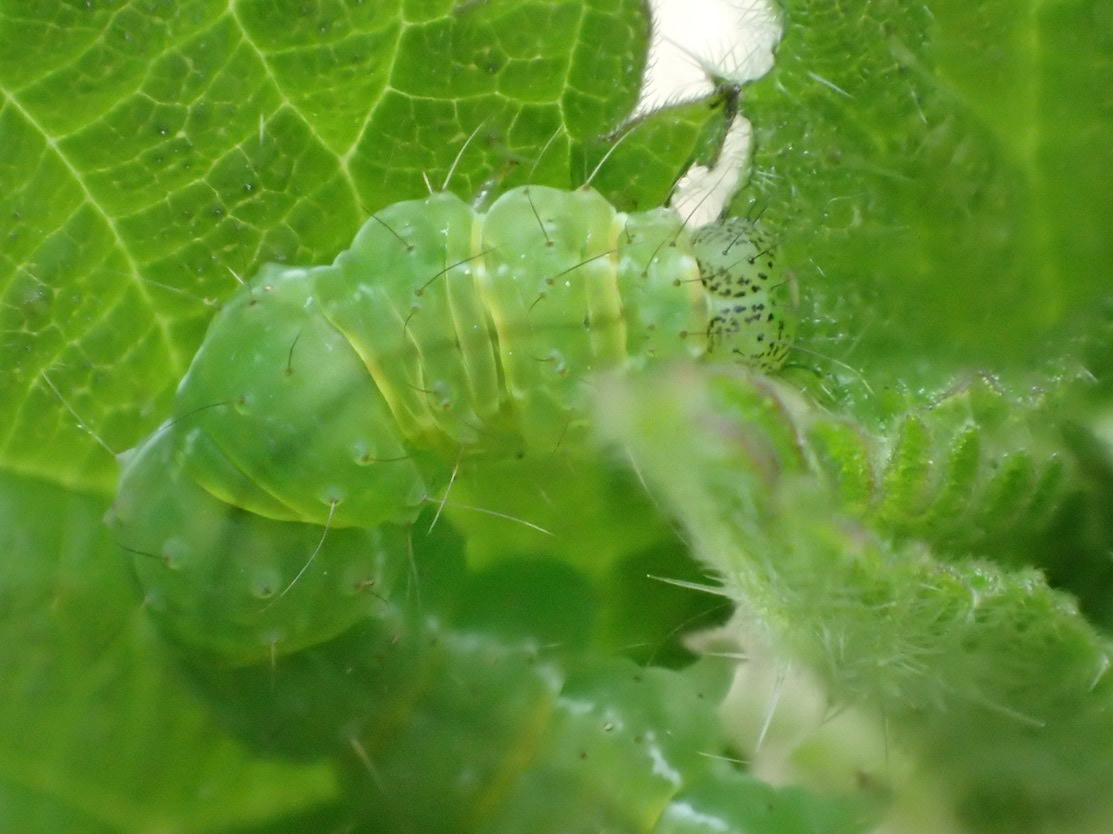 Catherine Reymonet-Smitten - Hypena proboscidalis - réf. 157507 (1113 x 834 pixels, 181 ko)