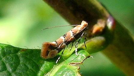 Phyllonorycter trifasciella