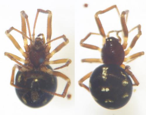 Réf. 158 510 : Crustulina scabripes