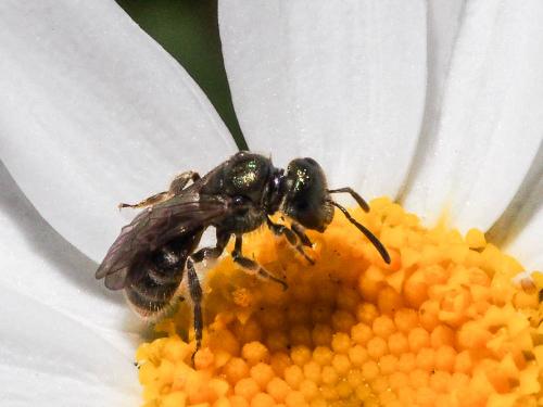 Réf. 158 127 : Lasioglossum sp.