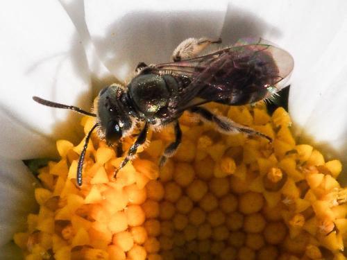Réf. 158 124 : Lasioglossum sp.