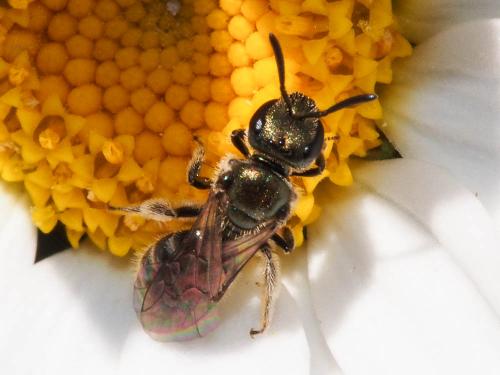 Réf. 158 126 : Lasioglossum sp.