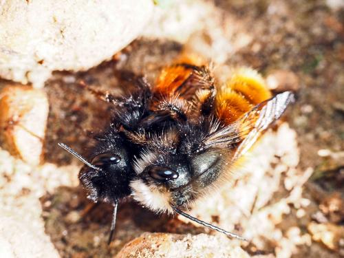Osmia cornuta