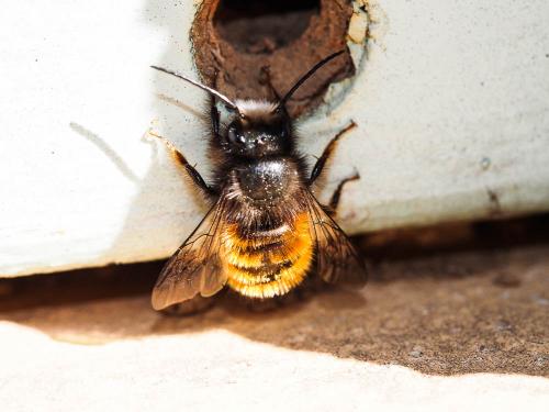Osmia cornuta
