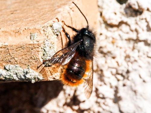 Osmia cornuta
