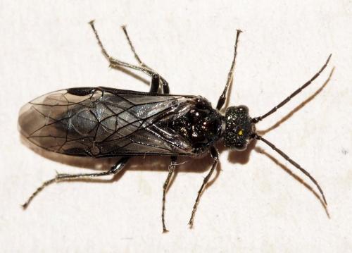 Réf. 158 500 : Dolerus sp.