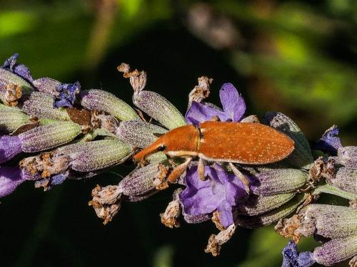 Lixus sp.