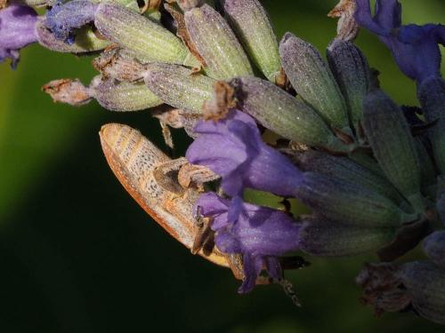Lixus sp.