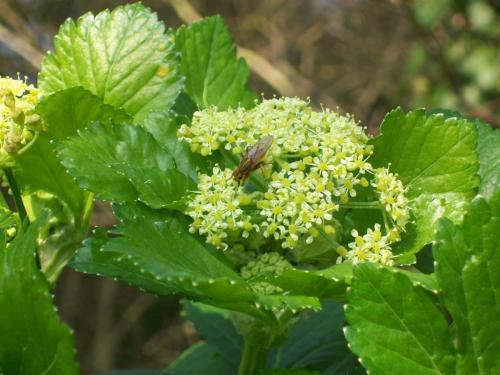 Scathophaga stercoraria