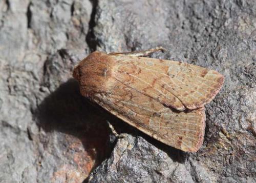 Réf. 158 758 : Conistra erythrocephala