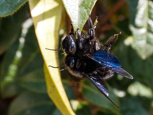 Réf. 158 332 : Xylocopa violacea