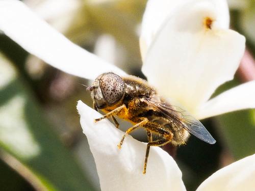 Réf. 158 595 : Eristalinus aeneus