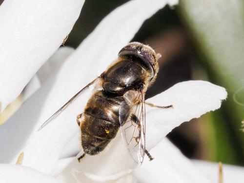 Réf. 158 593 : Eristalinus aeneus