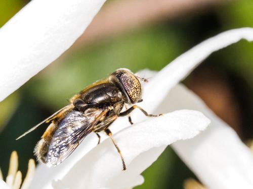 Réf. 158 594 : Eristalinus aeneus