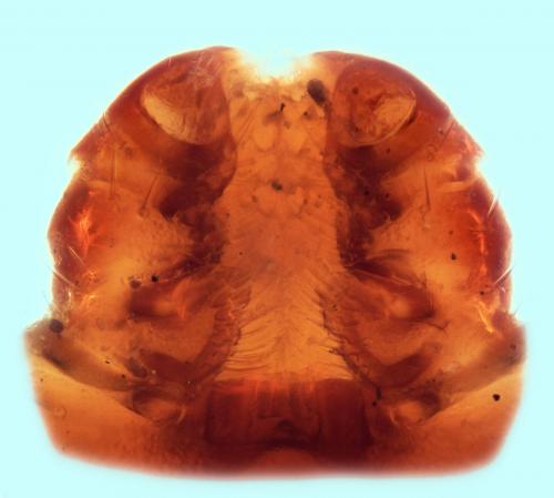 Rhipicephalus sanguineus