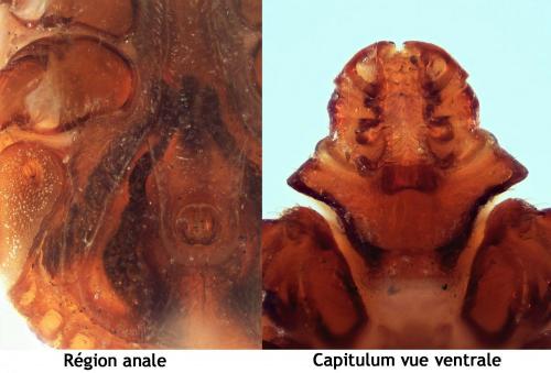 Rhipicephalus sanguineus