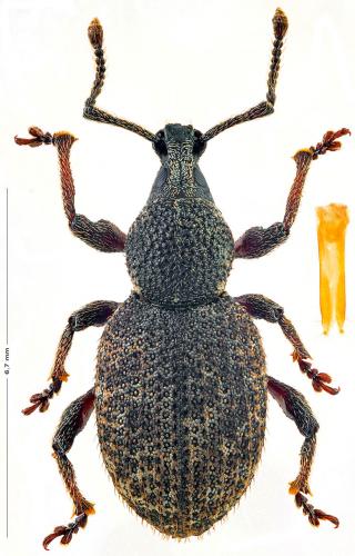 Réf. 158 617 : Otiorhynchus singularis