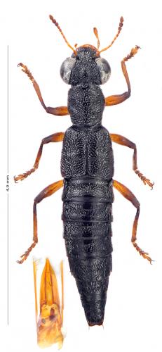 Stenus nitidiusculus
