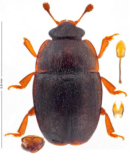 Meligethes denticulatus