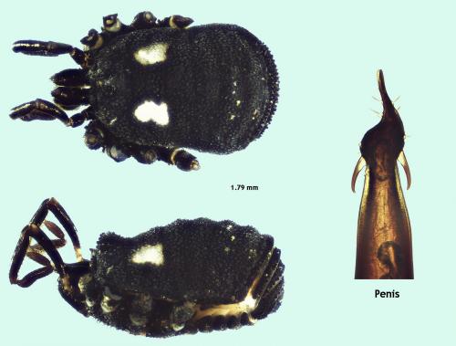 Nemastoma lugubre