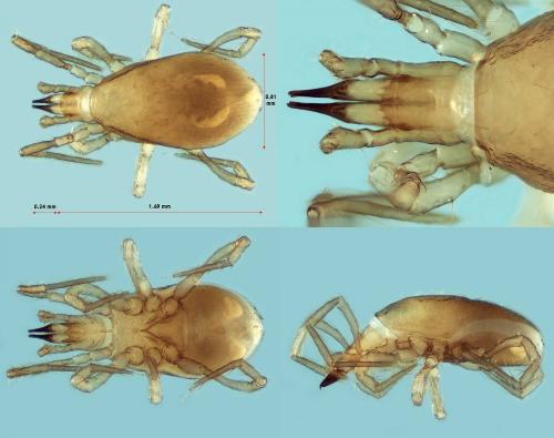 Amblygamasus sp.