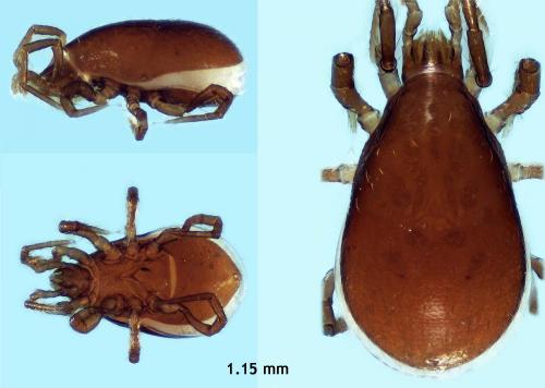 Amblygamasus sp.