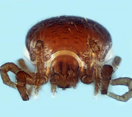 Amblygamasus sp.