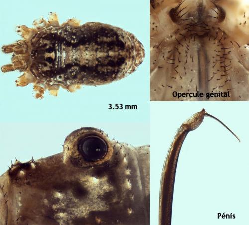 Paroligolophus agrestis