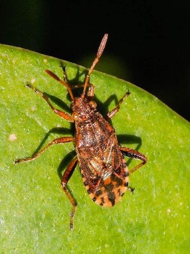 Stictopleurus sp.