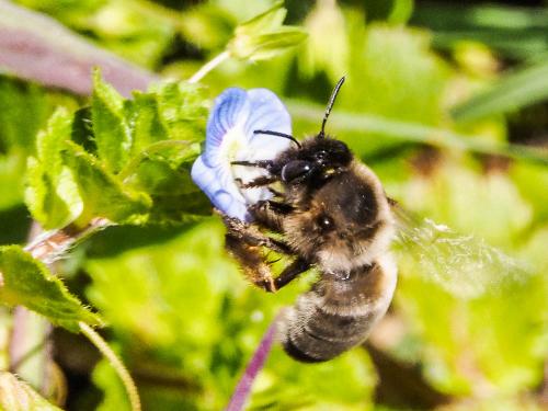 Réf. 158 997 : Eucera nigrilabris