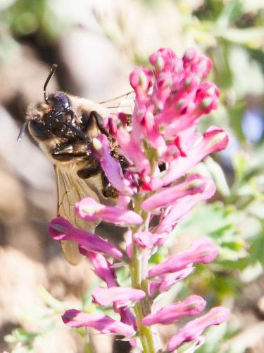 Réf. 158 996 : Eucera nigrilabris