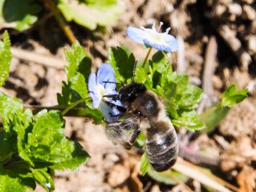 Réf. 158 995 : Eucera nigrilabris