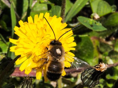 Réf. 158 998 : Eucera nigrilabris