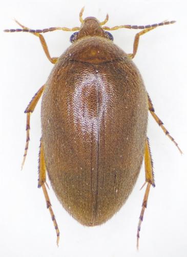 Nycteus meridionalis