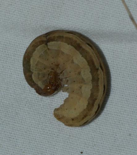 Xestia xanthographa