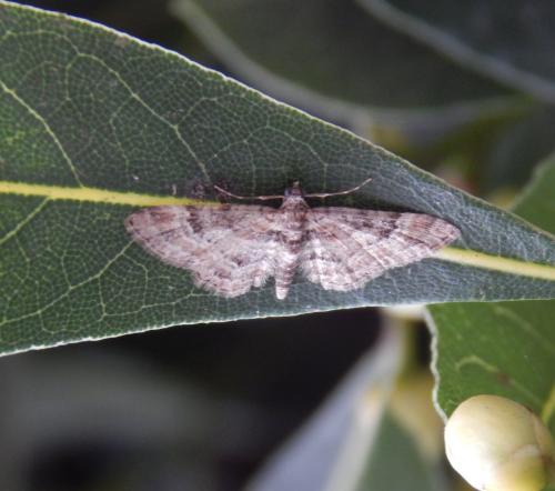 Gymnoscelis rufifasciata
