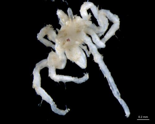 Ammothella longipes