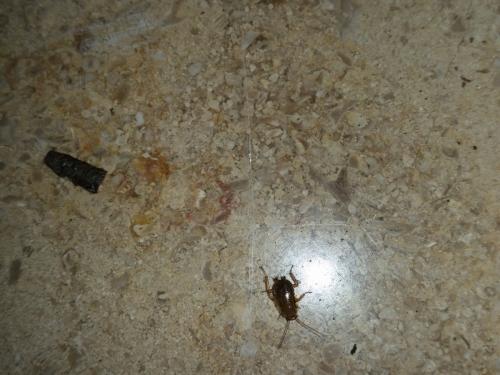 Ectobius sp.