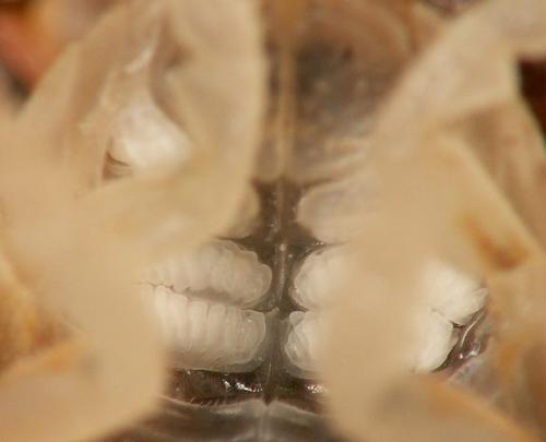 Tylos europaeus